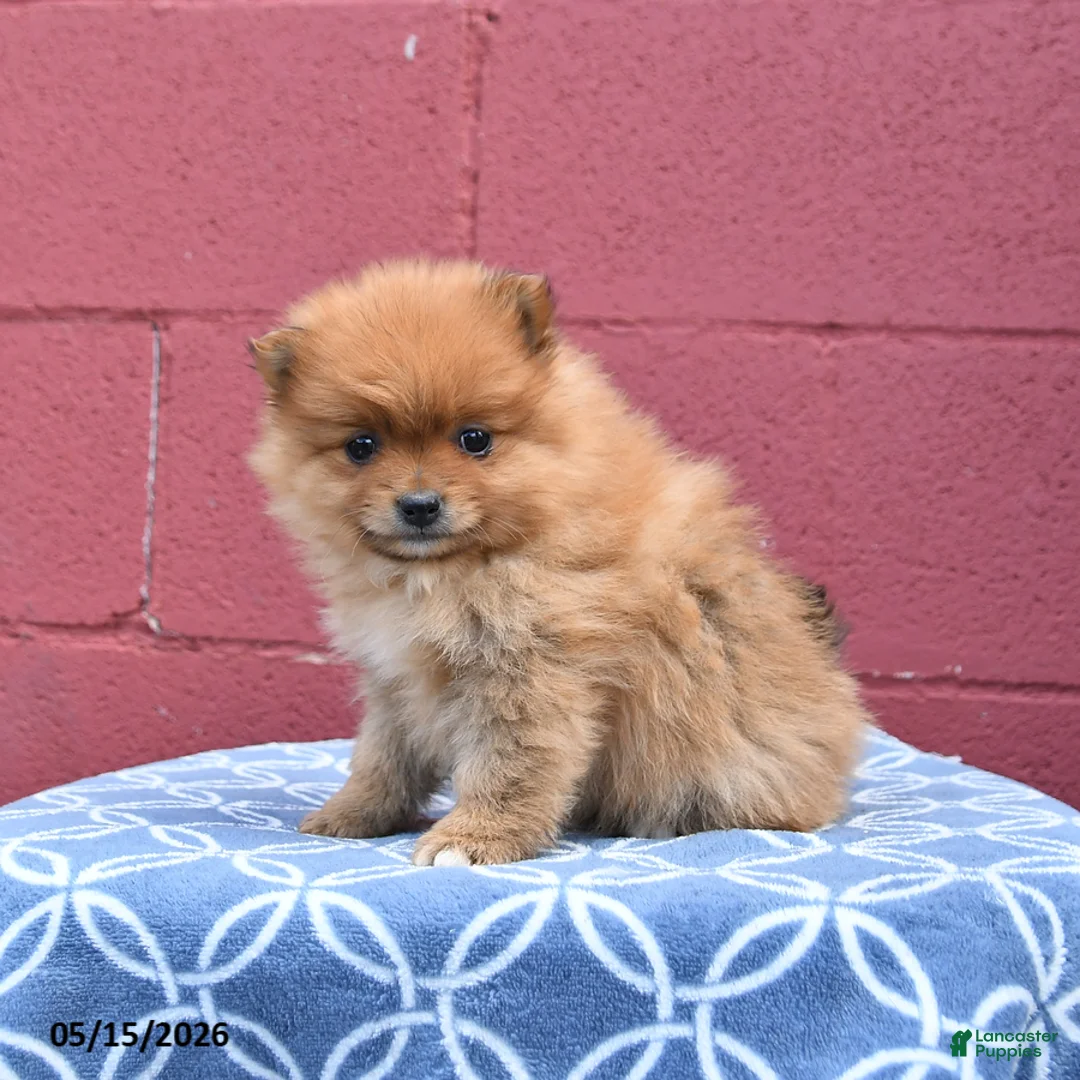 Pomeranian dogs for sale: Nellie - Ad 3