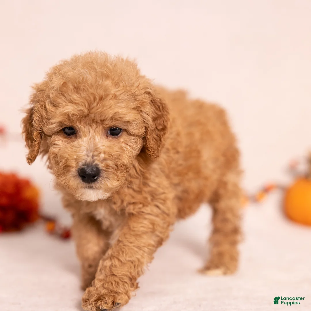 Miniature Poodle dogs for sale: Oscar - Ad 2
