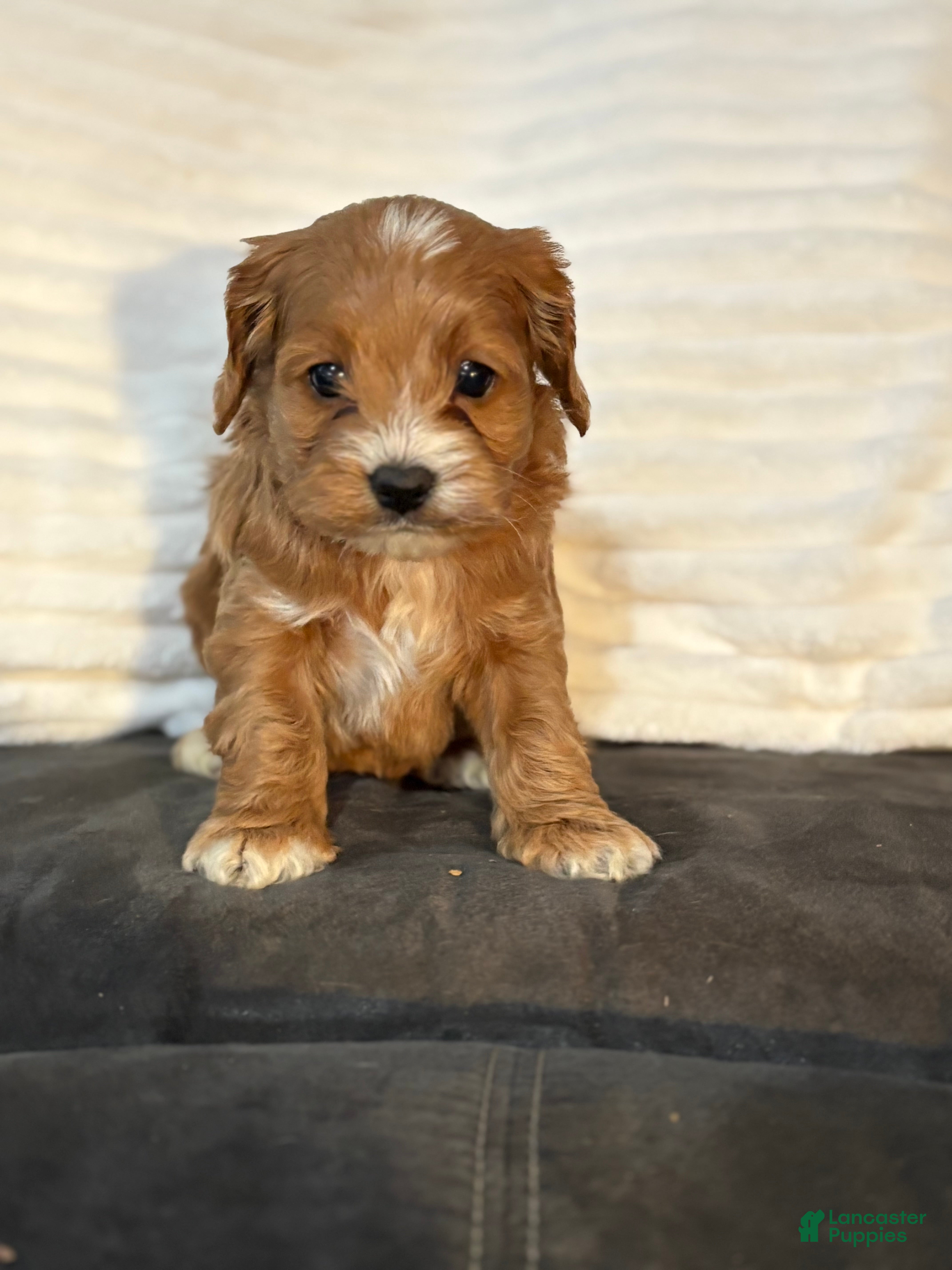 Cockapoo dogs Tiger - Ad 2