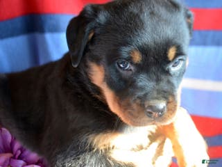 Rottweiler dogs Rottweiler Puppy 2 Roxy - Ad 27