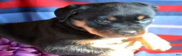 Rottweiler dogs for sale: Rottweiler Puppy 2 Roxy - Ad 4