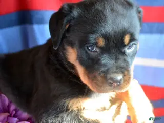 Rottweiler dogs Rottweiler Puppy 2 Roxy - Ad 22