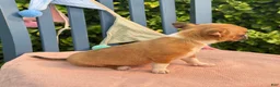 Chihuahua dogs for sale: Henry - Ad 9