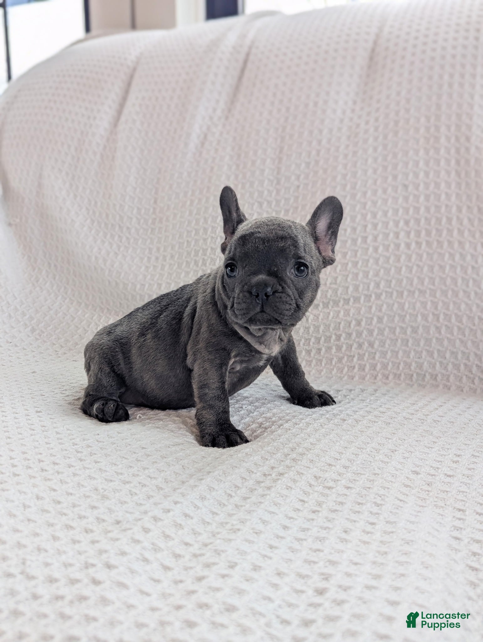 French Bulldog dogs Moon - Ad 2