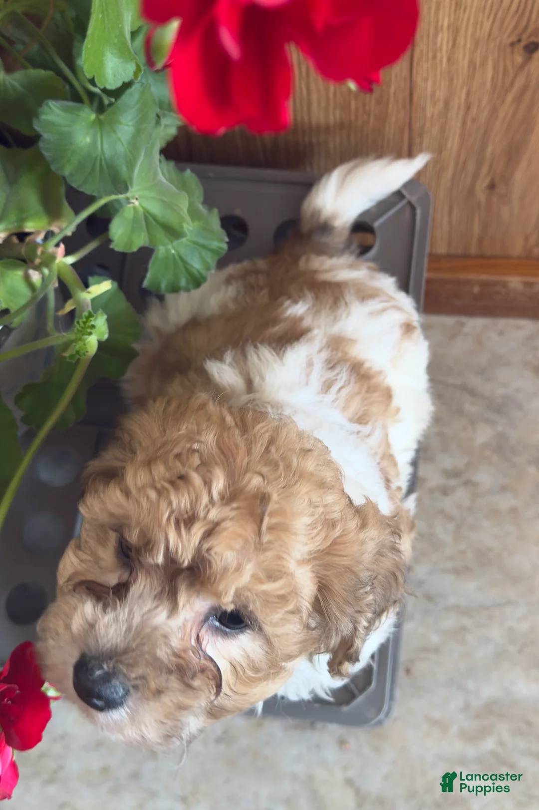 Bichpoo dogs for sale: Clown  - Ad 8