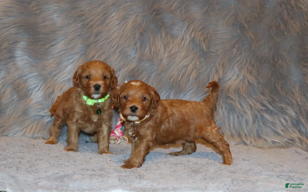 Mini Goldendoodle dogs for sale: Whitney 🌷 Genetic Clear Parents - Ad 26