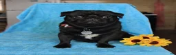 Pug dogs for sale: Gertie - Ad 6
