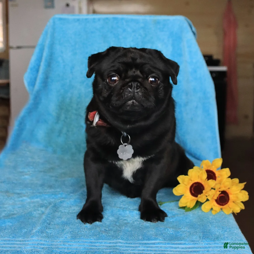 Pug dogs for sale: Gertie - Ad 6