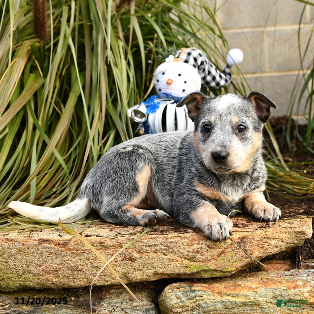 Australian Cattle Dog dogs for sale: Heather - Ad 3