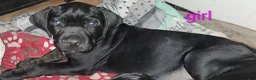 Cane Corso dogs for sale: Cane Corso 6 - Ad 9