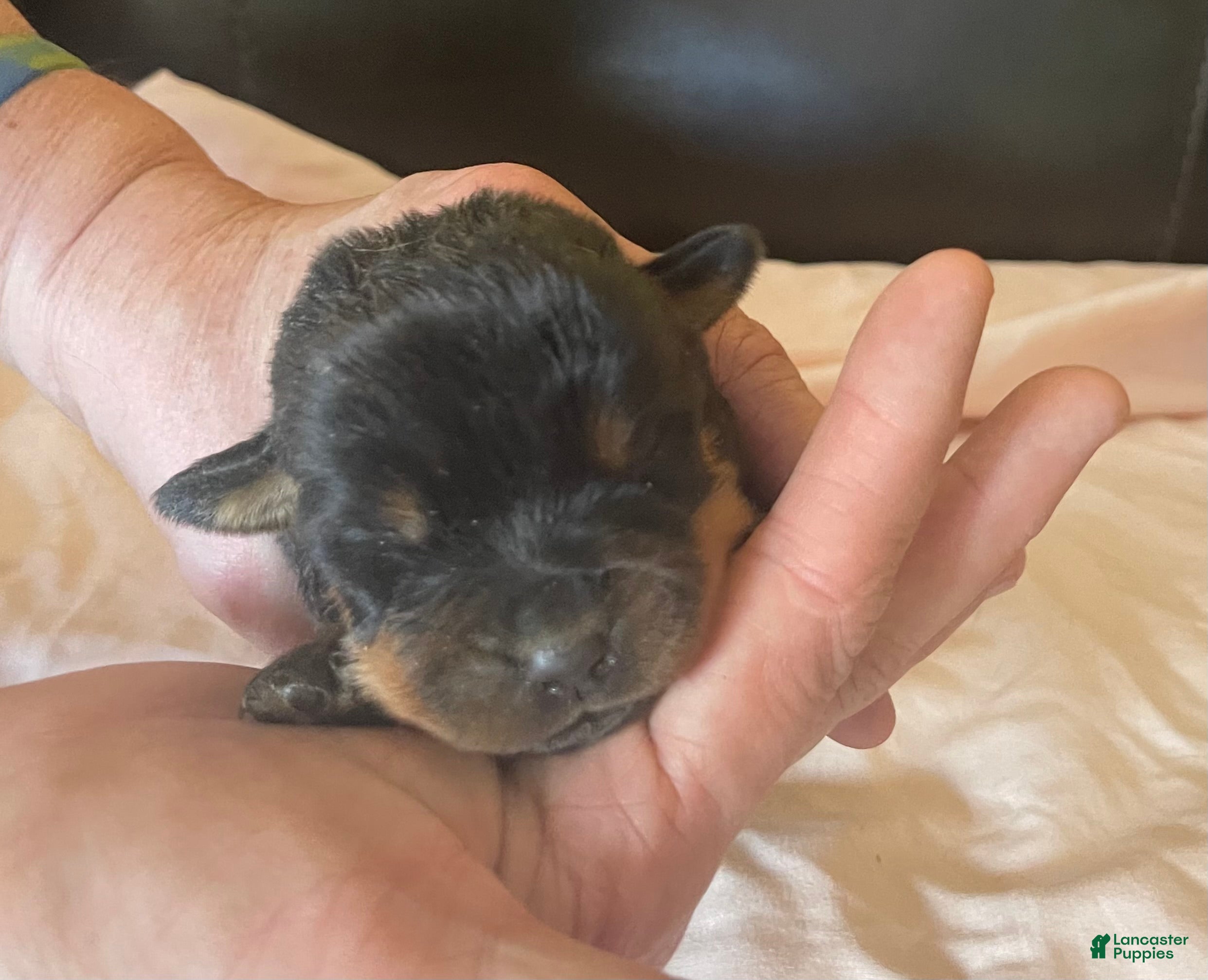 Rottweiler dogs Rottweiler Puppy 5 Nala - Ad 1