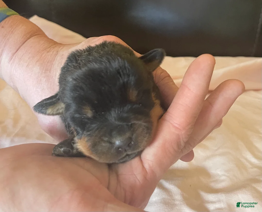 Rottweiler dogs for sale: Rottweiler Puppy 5 Nala - Ad 1