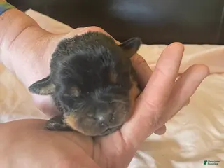 Rottweiler dogs for sale: Rottweiler Puppy 5 Nala - Ad 1