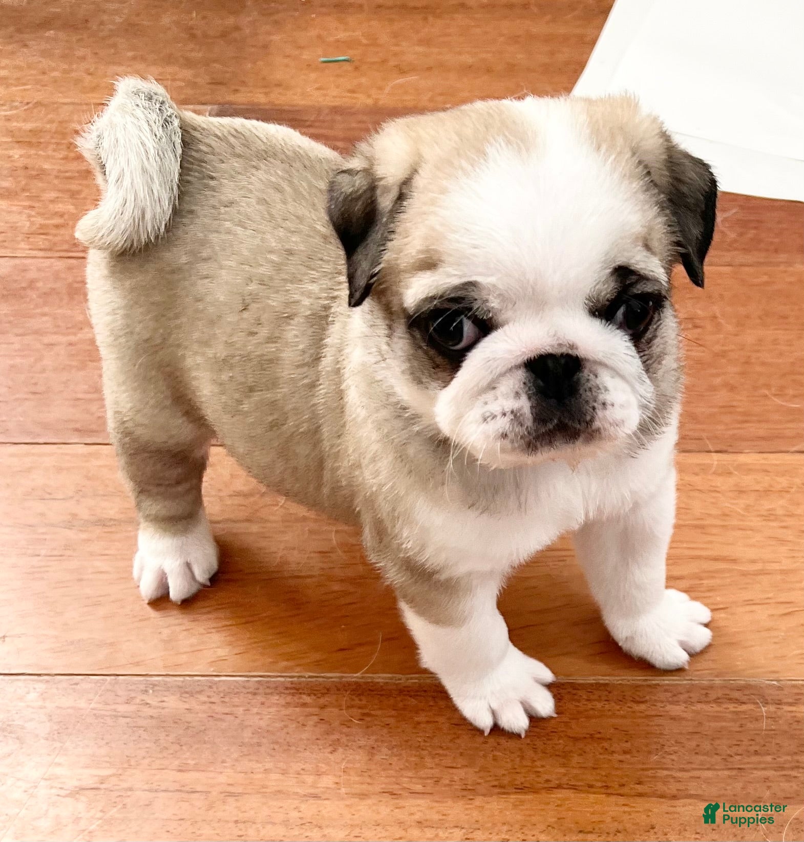 Pug dogs Panda fawn/white male  - Ad 27