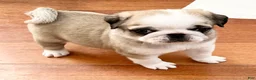 Pug dogs for sale: Panda fawn/white male  - Ad 1