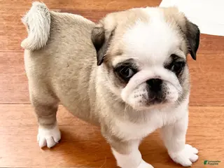 Pug dogs Panda fawn/white male - Ad 27