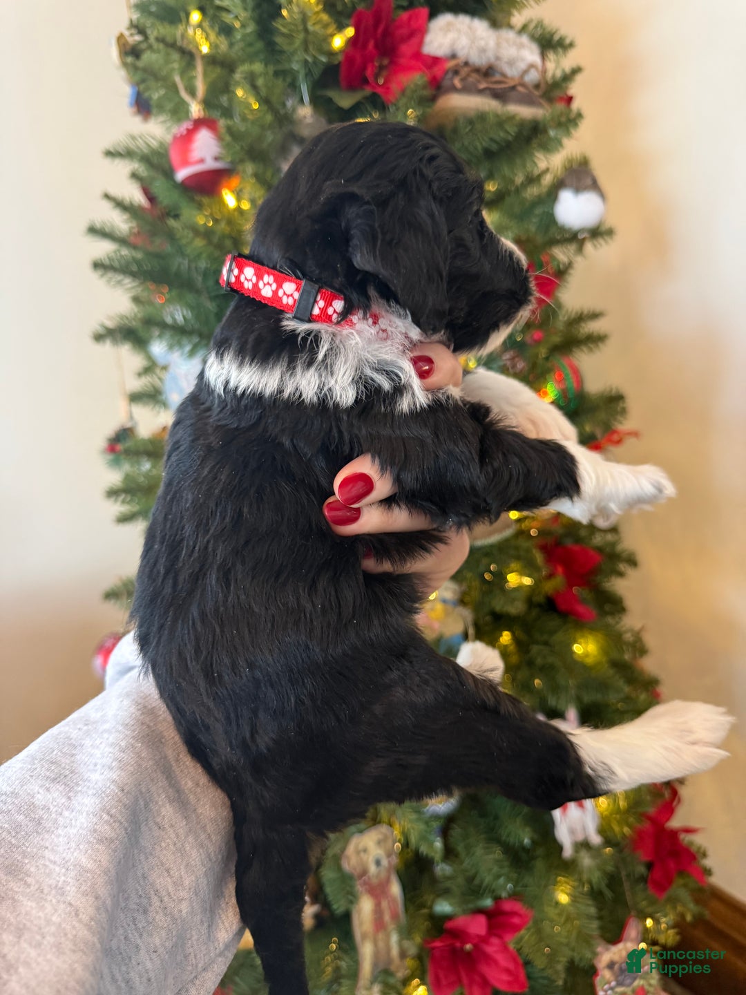 Mixed Breed dogs for sale: Felix - Ad 5