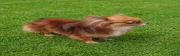 Chihuahua dogs for stud: Rudy @ STUD! teacup/applehead chocolate chihuahua  - Ad 2