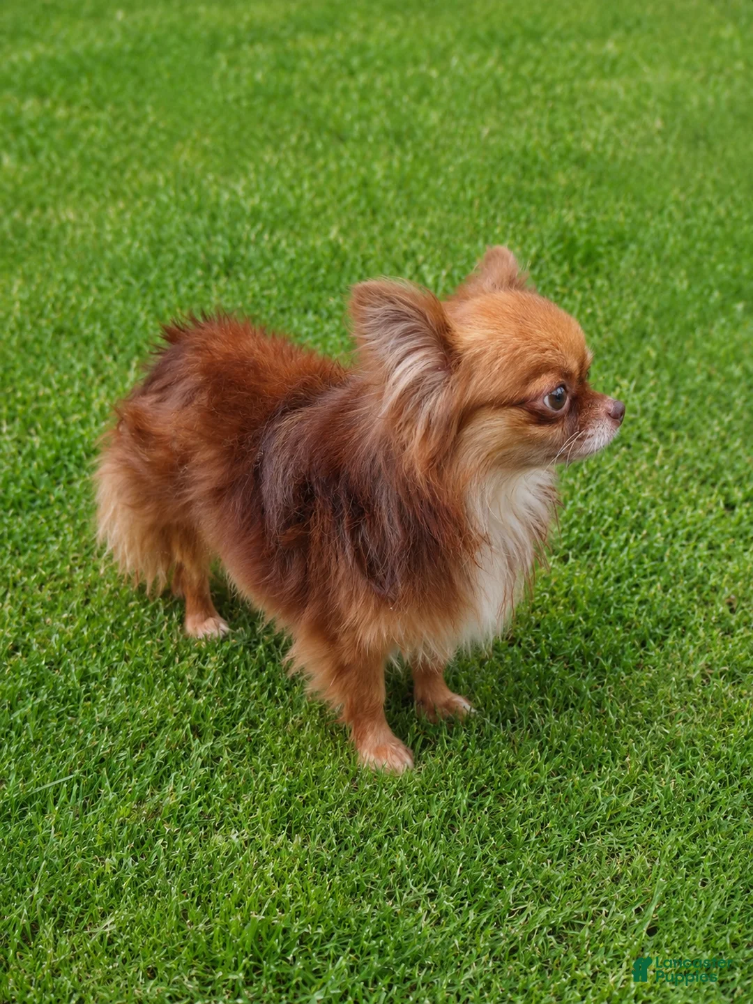 Chihuahua dogs for stud: Rudy @ STUD! teacup/applehead chocolate chihuahua  - Ad 2