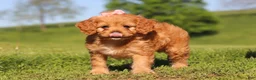 Cavapoo dogs for sale: Elsa - Ad 7