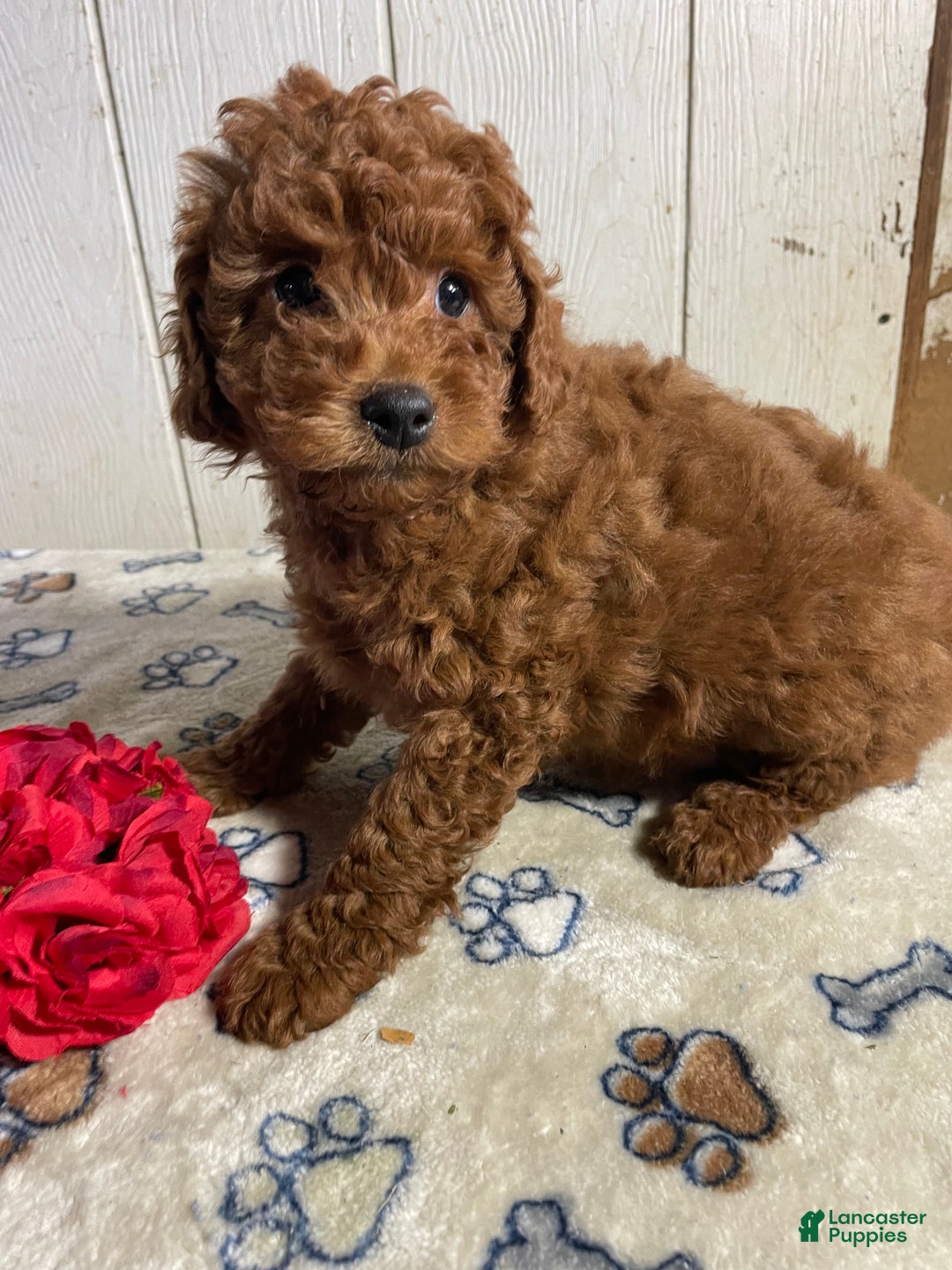 Mini Goldendoodle dogs for sale: Merv - Ad 3