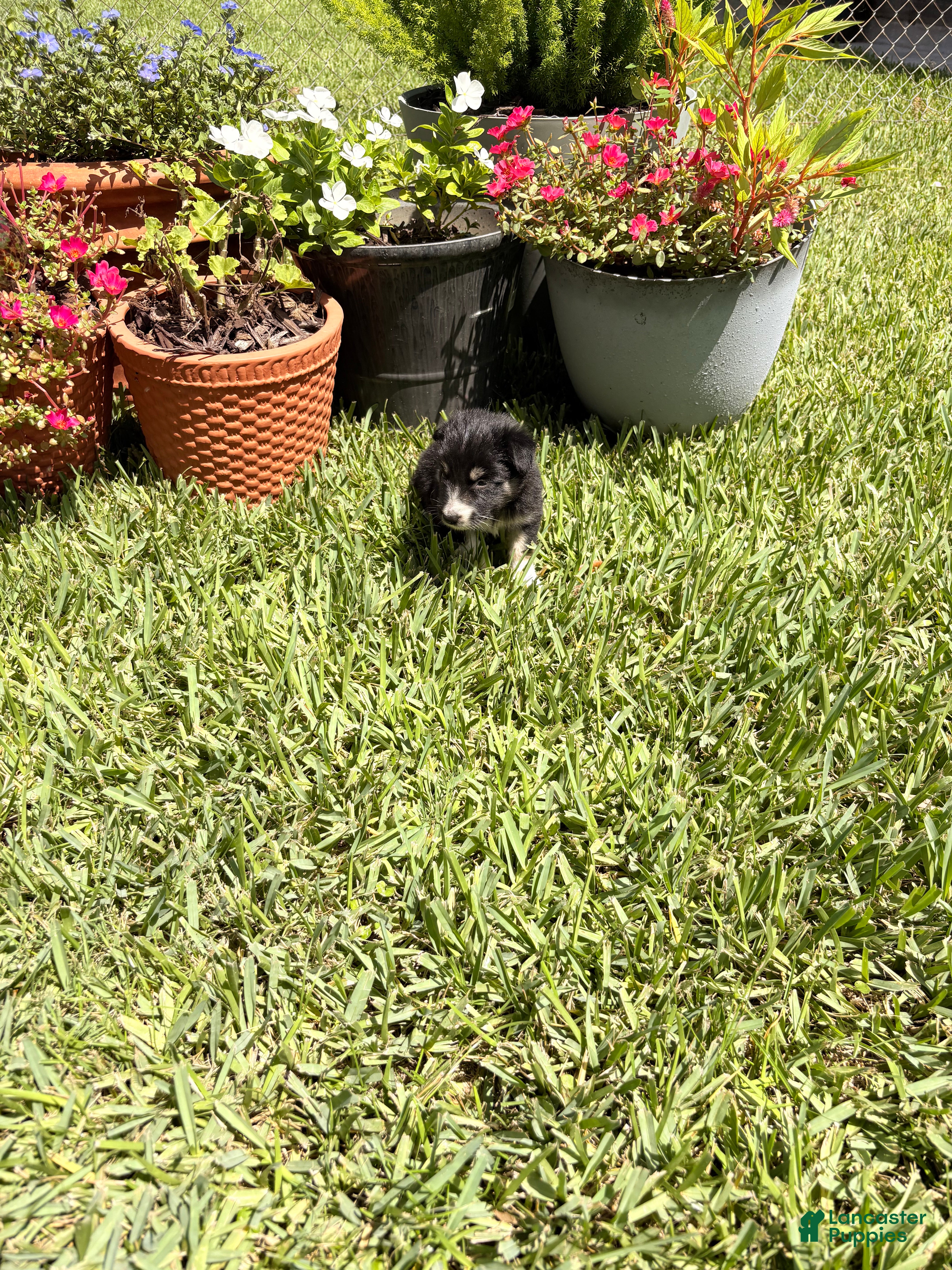 Mixed Breed dogs Jillian - Ad 13