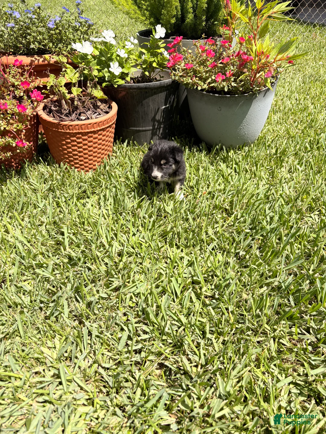 Mixed Breed dogs for sale: Jillian - Ad 1