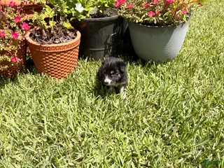 Mixed Breed dogs Jillian - Ad 23