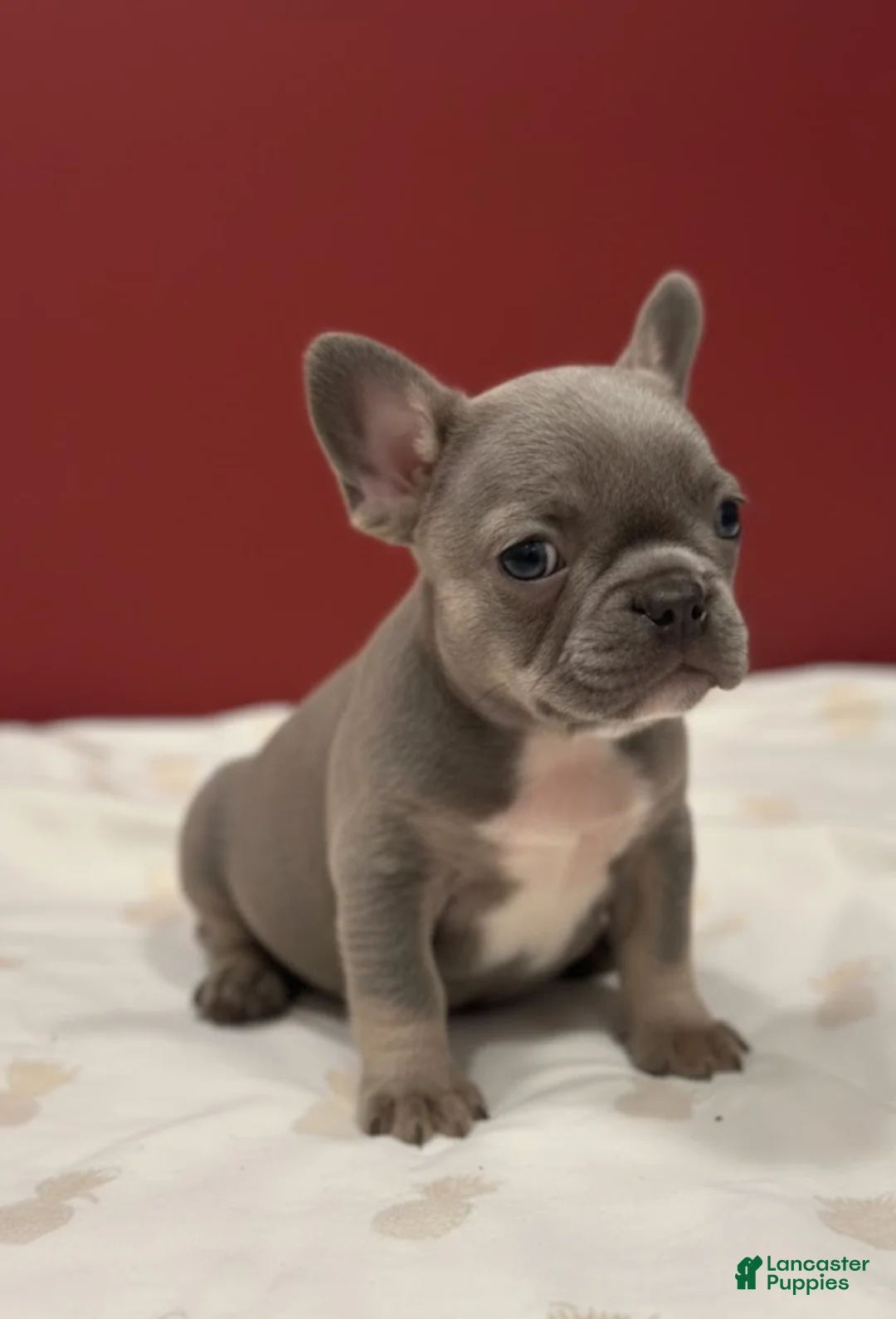 French Bulldog dogs for sale: Maple Baby - Ad 5