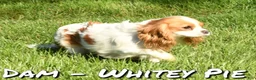 Cavalier King Charles Spaniel dogs for sale: Patrick - Ad 10