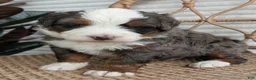 Bernedoodle dogs for sale: Spartan - Ad 8