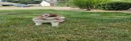 Pomsky dogs for sale: Piper - Ad 10