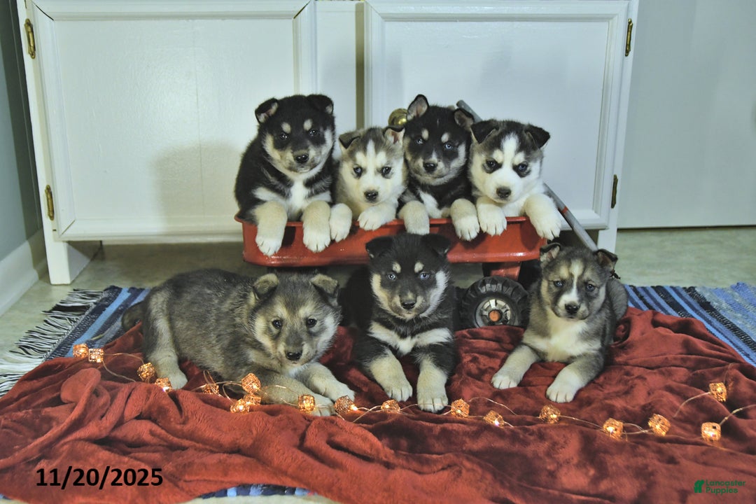 Siberian Husky dogs for sale: Tucker - Ad 2