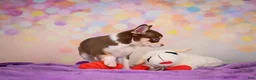 Chihuahua dogs for sale: Gideon - Ad 8