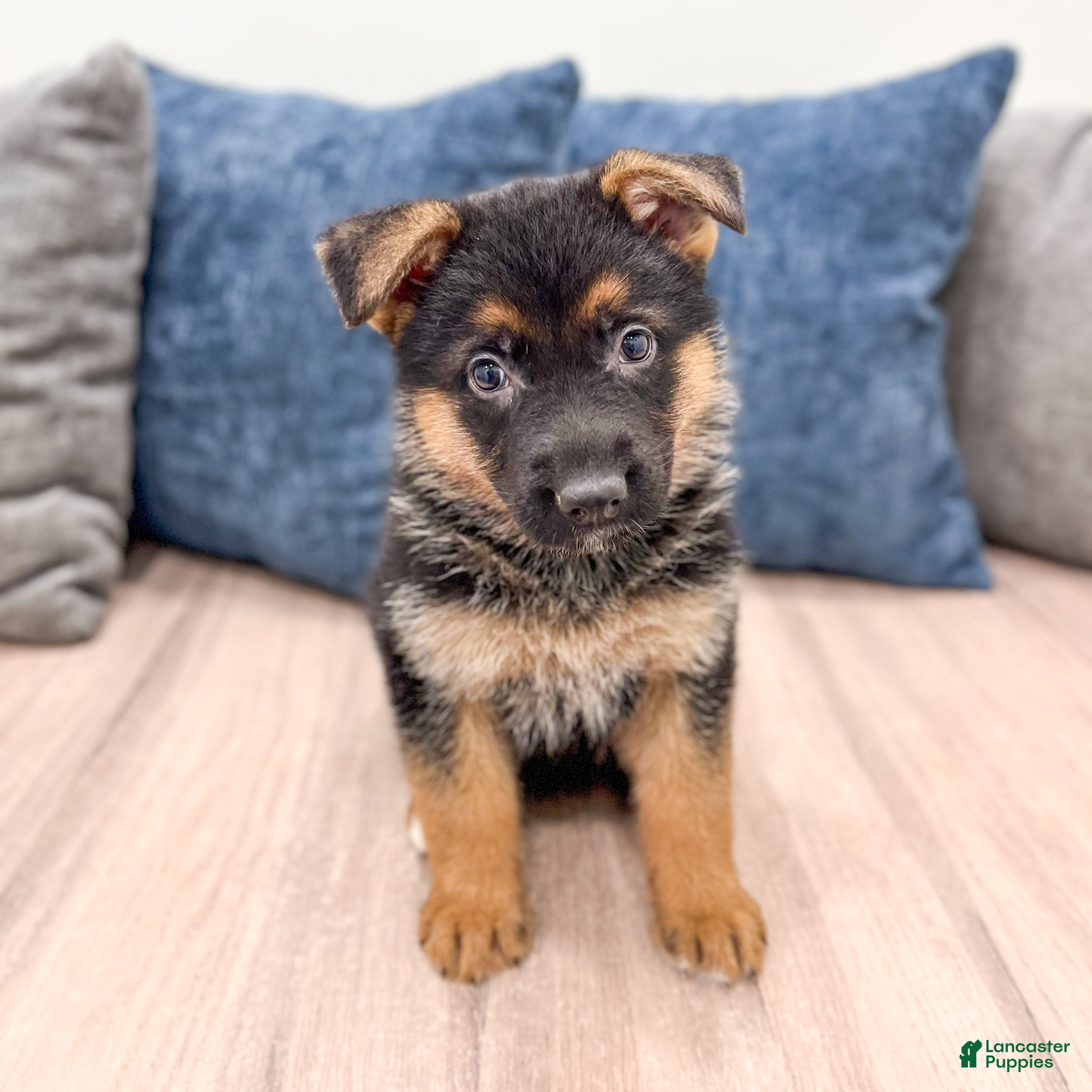 German Shepherd dogs Kyle - Ad 1