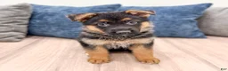 German Shepherd dogs for sale: Kyle - Ad 1