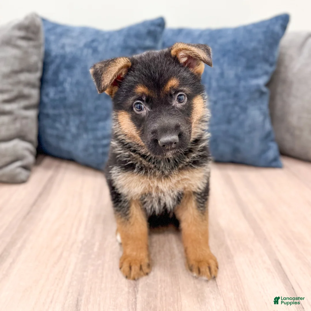 German Shepherd dogs for sale: Kyle - Ad 1
