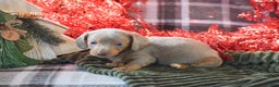 Dachshund dogs for sale: Mistletoe - Ad 2