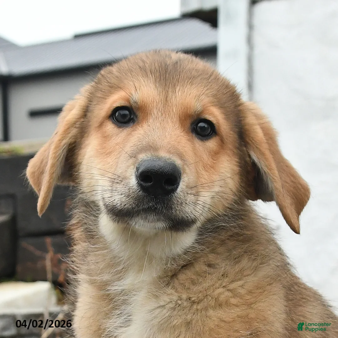 Mixed Breed dogs for sale: Tank - Ad 2