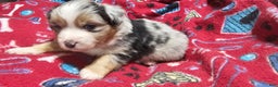 Miniature Australian Shepherd dogs for sale: Sprinkle  - Ad 2