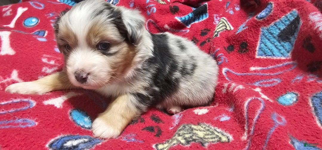 Miniature Australian Shepherd dogs for sale: Sprinkle  - Ad 2