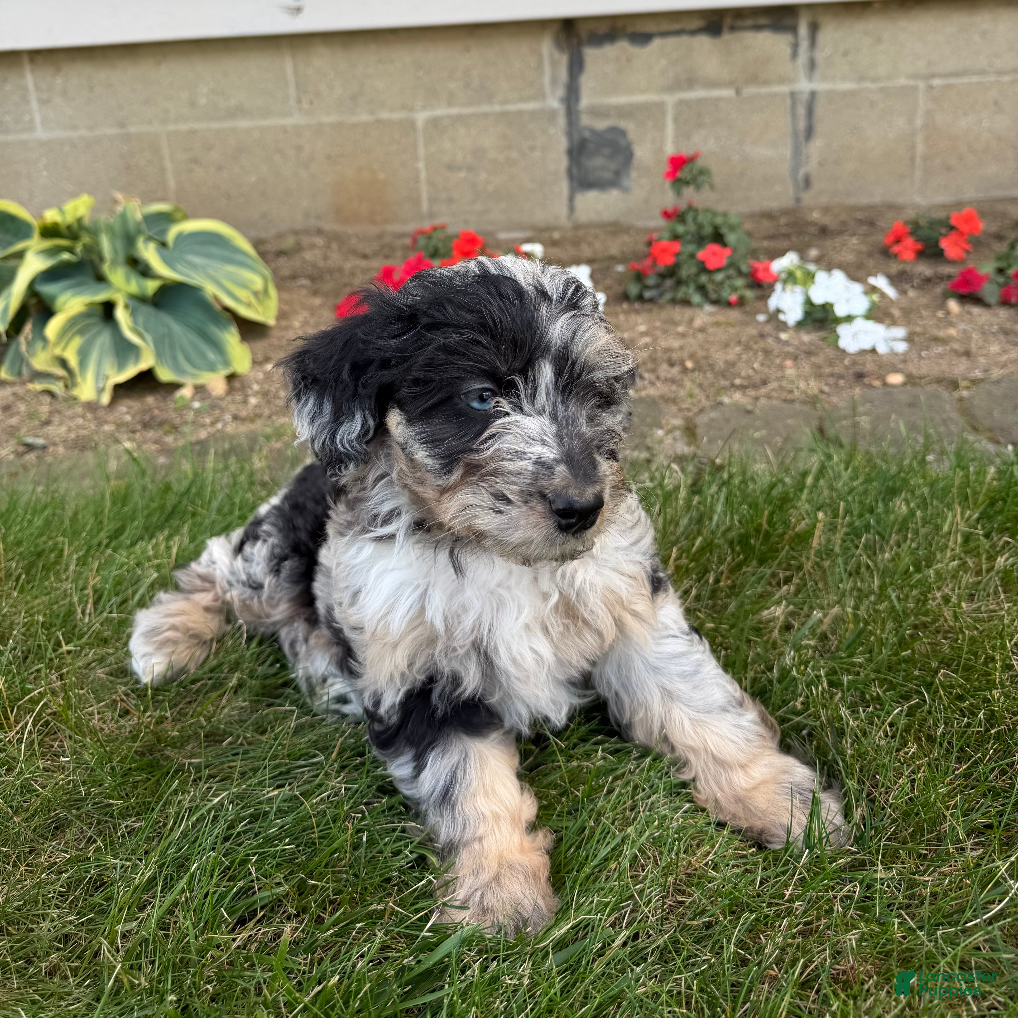 Aussiedoodle dogs Whitney - Ad 1