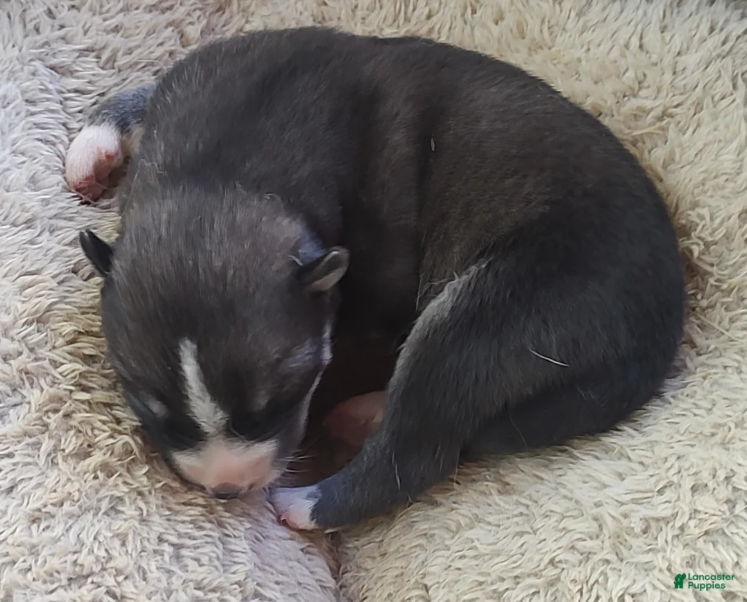 Siberian Husky dogs for sale: Sonya's female 3 - Ad 2