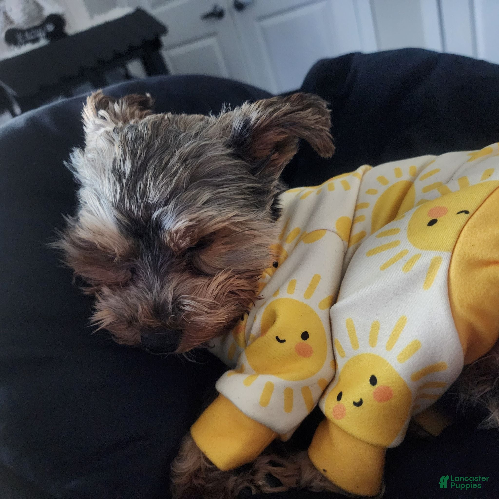 Yorkiepoo dogs Mr. Buttons - Ad 2