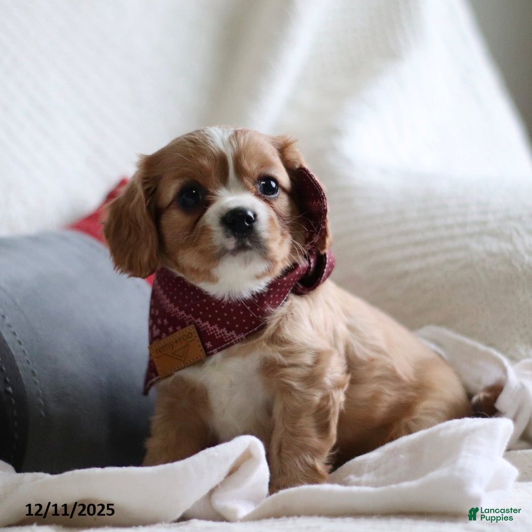 Cavalier King Charles Spaniel dogs for sale: Lucas - Ad 1