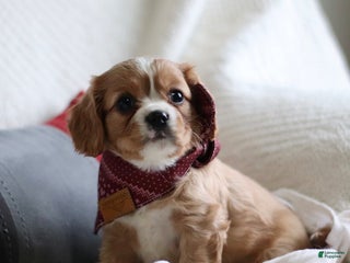 Cavalier King Charles Spaniel dogs Lucas - Ad 27