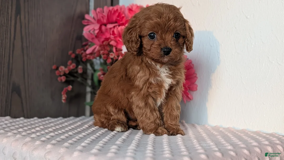 Cavapoo dogs for sale: Tessa - Ad 9