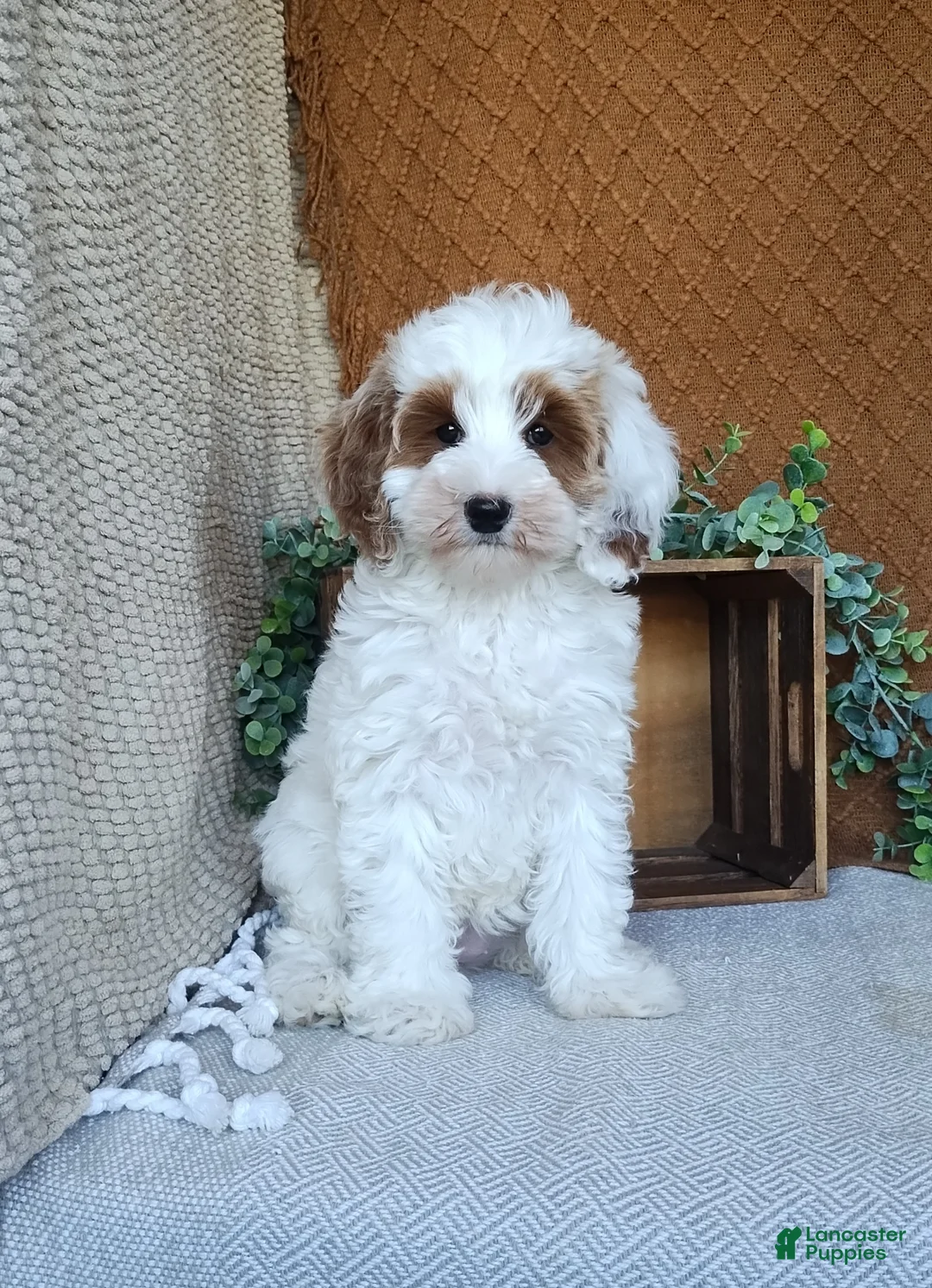 Cavapoo dogs for sale: Glory - Ad 1