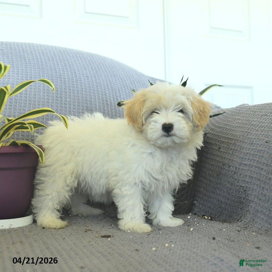 Maltipoo dogs Smiles  - Ad 1