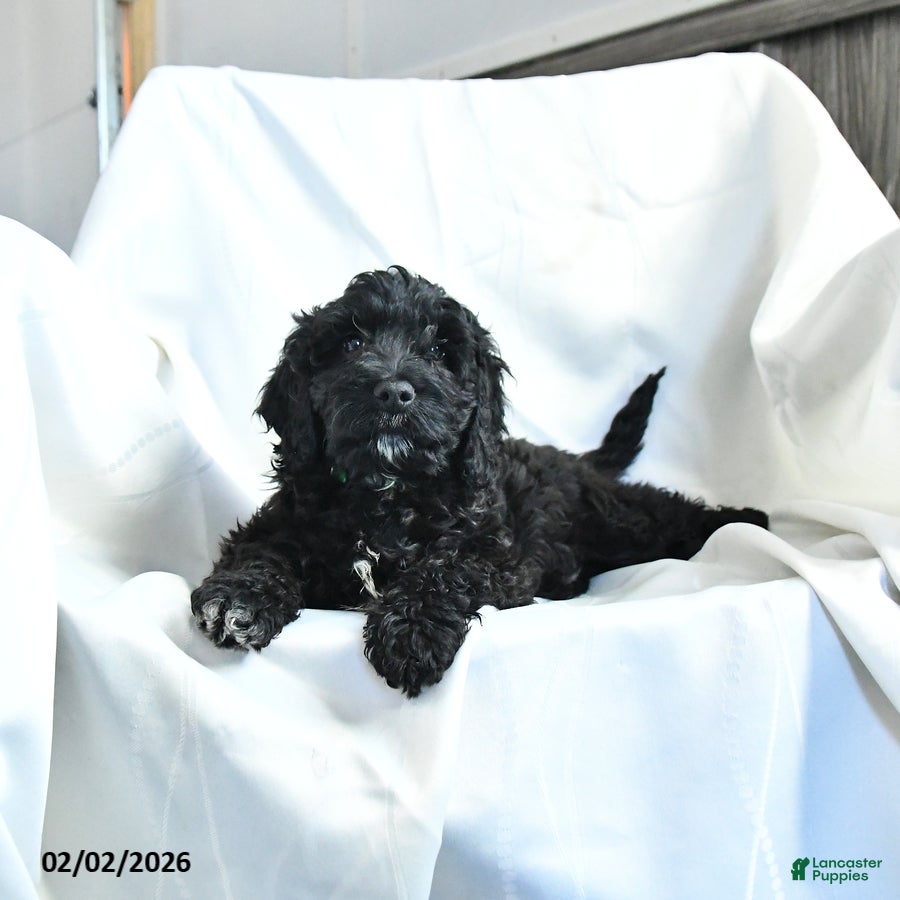 Cockapoo dogs Buddy - Ad 2